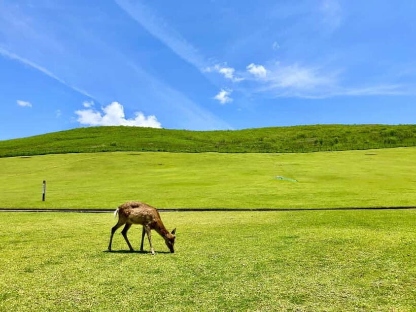 Nara: Hike Mt. Wakakusa and Encounter Wild Free-Roaming Deer - FAQ