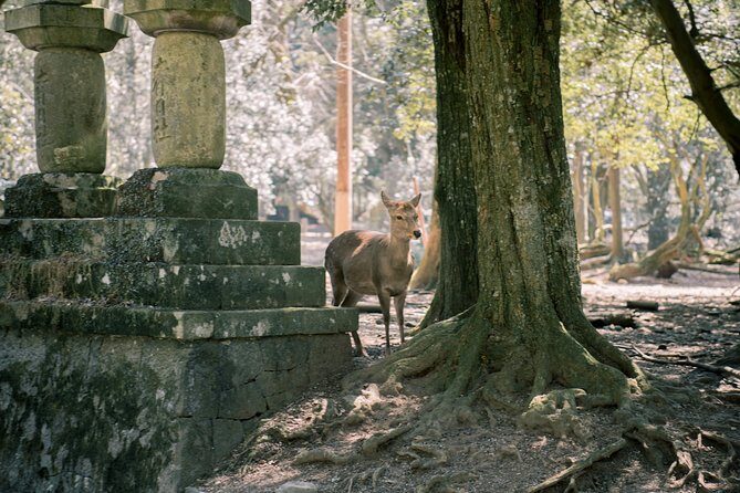 Nara Private Customizable Half Day Tour - Authentic Experiences and Real Reviews