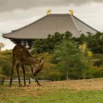 Nara Private Tour by Public Transportation from Osaka - Exploring Nara’s Highlights in Depth