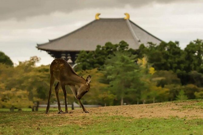 Nara Private Tour by Public Transportation from Osaka - Exploring Nara’s Highlights in Depth