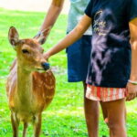 Nara: private walking tour with Deer and Temples - Why This Tour Offers Good Value