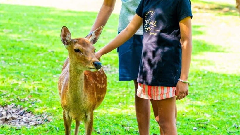 Nara: private walking tour with Deer and Temples - Why This Tour Offers Good Value