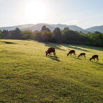 Nara: Sacred Morning Walk with Deer in the Mist - Transportation, Timing, and Group Size