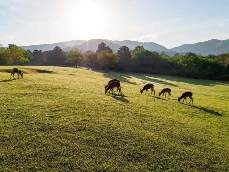 Nara: Sacred Morning Walk with Deer in the Mist - Transportation, Timing, and Group Size
