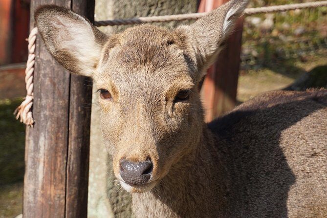 Nara Todaiji Lazy Bird Walking Tour - The Joy of Nara Park and Its Famous Deer