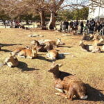 Nara UNESCO World Heritage Sites Slow Cycling Tour - Who Will Love This Tour?