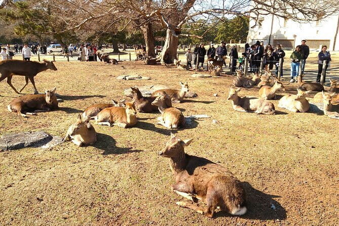 Nara UNESCO World Heritage Sites Slow Cycling Tour - Who Will Love This Tour?