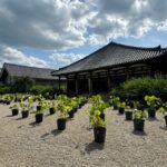 Nara: World Heritage Gangoji Temple & Naramachi Old Town - The Charm of Naramachi: Streets Filled with Stories and Crafts