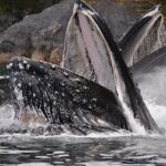Narrated Whale Watching Cruise with Glacier View Stop - Price and Value
