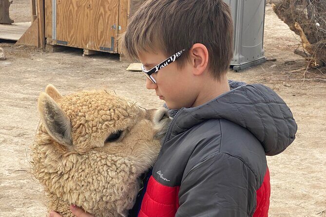 Nature Health Farms Alpaca Farm Petting Zoo Pahrump Death Valley - The Sum Up