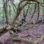 Nature Tour to Udawatte Kele Sanctuary, Kandy from Bentota - What Makes This Tour Stand Out?