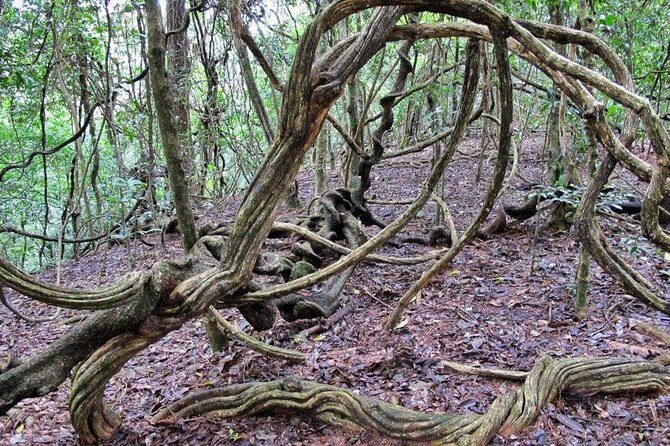 Nature Tour to Udawatte Kele Sanctuary, Kandy from Bentota - What Makes This Tour Stand Out?