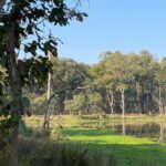 Nature Walk in Chitwan Jungle Safari with Guide - The Experience: A Closer Look at the Jungle Walk