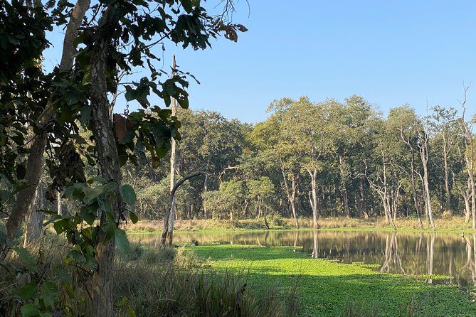 Nature Walk in Chitwan Jungle Safari with Guide - The Experience: A Closer Look at the Jungle Walk