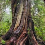 Nature Walks in Pacific - Authentic Reviews: What Travelers Say