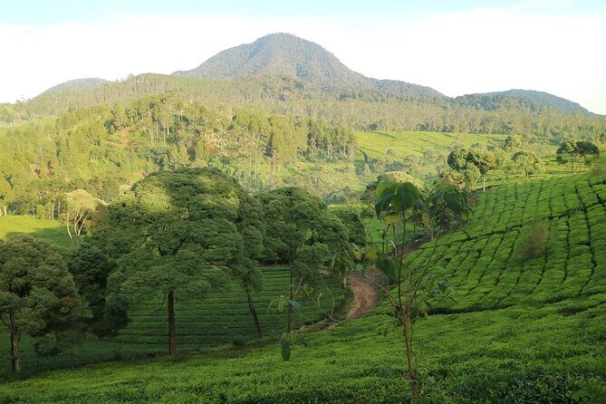 Nature's healing Bandung country side - The Value of This Experience