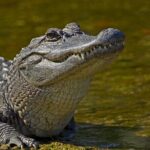 Nawlins Luxury: Airboat Swamp Tour with Transportation - What Travelers Are Saying