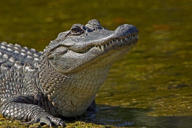 Nawlins Luxury: Airboat Swamp Tour with Transportation - What Travelers Are Saying