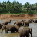 Negombo: Kandy and Pinnawala Elephant Orphanage Day Tour - A Detailed Look at the Tour Experience