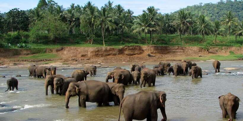 Negombo: Kandy and Pinnawala Elephant Orphanage Day Tour - A Detailed Look at the Tour Experience