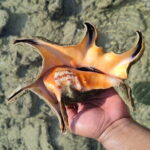 Neil Bridge Marine Trail - Frequently Asked Questions