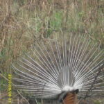 Nepal: Kathmandu and Chitwan National Park Tour - What’s Included & What You Should Consider