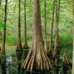 New Orleans Favorites and Creole Culture VIP Tour - Who Should Consider This Tour?