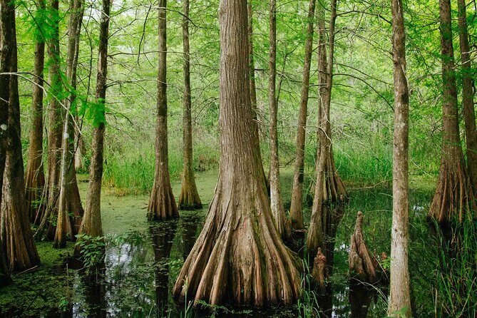 New Orleans Favorites and Creole Culture VIP Tour - Who Should Consider This Tour?