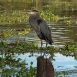 New Orleans Premium Six-Passenger Airboat Adventure - Who Should Consider This Tour?