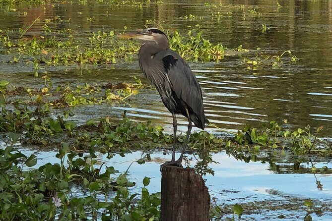 New Orleans Premium Six-Passenger Airboat Adventure - Who Should Consider This Tour?