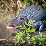 New Orleans Self-Transport Swamp and Bayou Boat Tour - A Deep Dive into the Honey Island Swamp Self-Transport Boat Tour