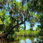 New Orleans Swamp Tour Boat Adventure with Transportation - Who Will Love This Tour?