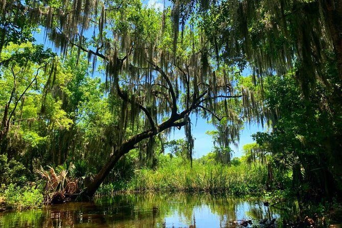 New Orleans Swamp Tour Boat Adventure with Transportation - Who Will Love This Tour?