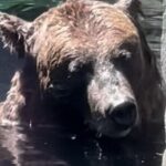 New York Central Park Zoo Ticket - Who Should Consider This Tour?