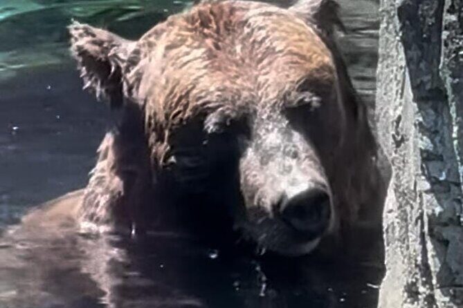 New York Central Park Zoo Ticket - Who Should Consider This Tour?