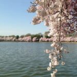 New York to Washington D.C. Spring Cherry Blossom Full-Day Tour - A Close Look at the Full-Day Cherry Blossom Tour