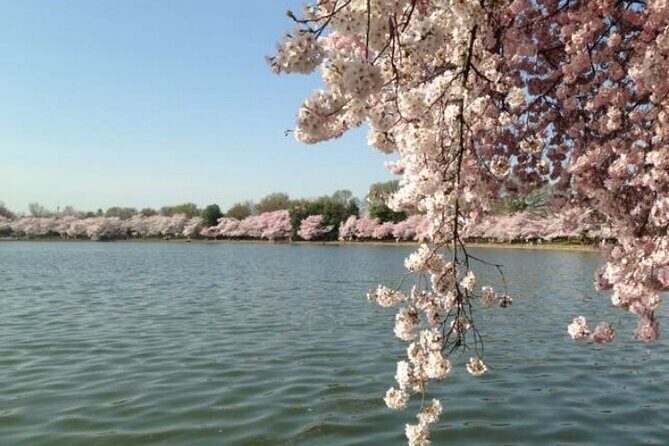 New York to Washington D.C. Spring Cherry Blossom Full-Day Tour - A Close Look at the Full-Day Cherry Blossom Tour