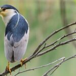 New York Urban Wildlife Sunset Boat Tour - Who Will Love This Tour?