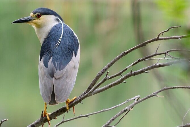 New York Urban Wildlife Sunset Boat Tour - Who Will Love This Tour?