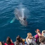Newport Beach: Year-Round Whale Watching Cruise - A Deep Dive into the Newport Beach Whale Watching Experience
