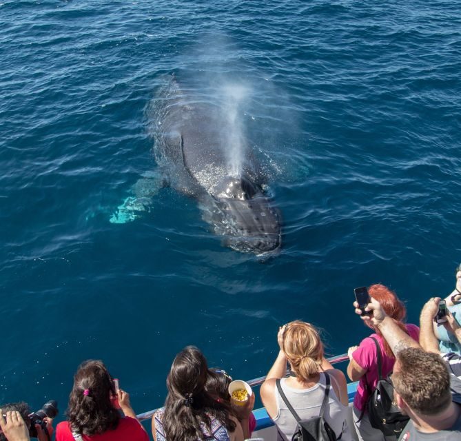 Newport Beach: Year-Round Whale Watching Cruise - A Deep Dive into the Newport Beach Whale Watching Experience
