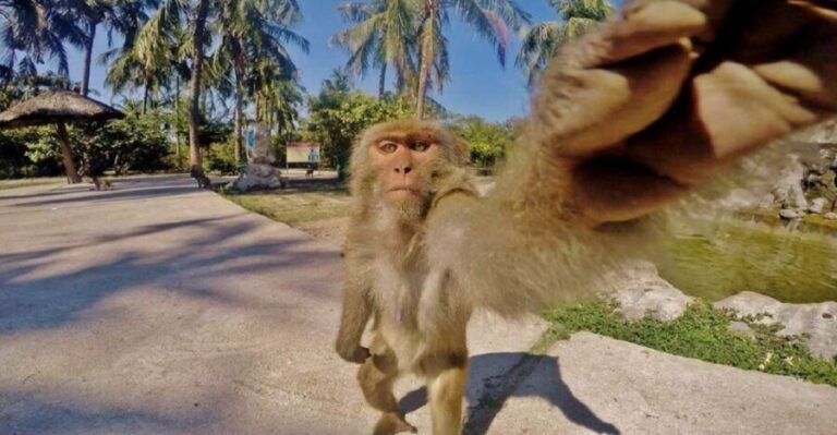 Nha Trang: Entry Ticket to Monkey Island - Who Should Consider This Tour?
