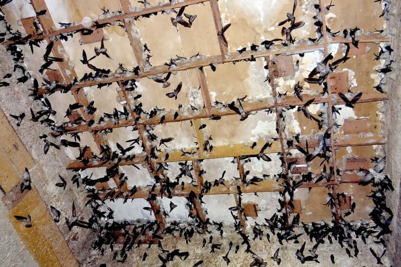 Nha Trang: Nha Trang Culture & Spa Escape  Half-Day Tour - Why Choose This Tour?