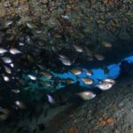 Nha Trang: Scuba Diving Experience for Non-Certified Divers - Frequently Asked Questions