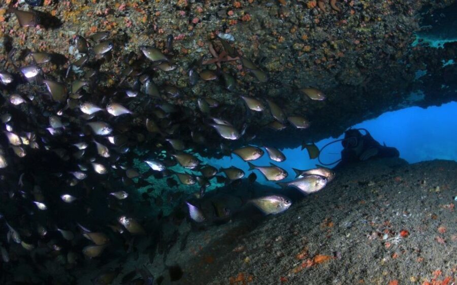 Nha Trang: Scuba Diving Experience for Non-Certified Divers - Frequently Asked Questions