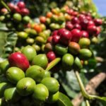 Nha Trang To Dalat Or Vice Versa - One Day - Frequently Asked Questions (FAQs)