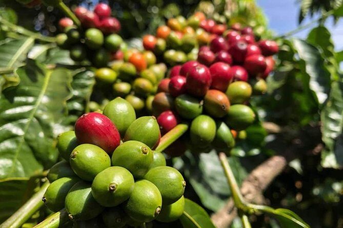 Nha Trang To Dalat Or Vice Versa - One Day - Frequently Asked Questions (FAQs)