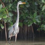 Nichupte Lagoon Wildlife Tour - Who Should Consider This Tour?