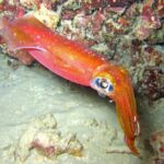 Night Dive Adventure in Oahu - An In-Depth Look at the Night Dive Adventure in Oahu