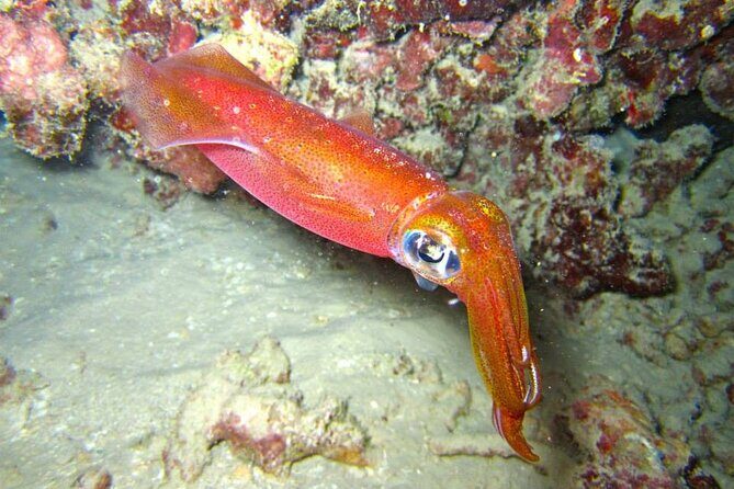 Night Dive Adventure in Oahu - An In-Depth Look at the Night Dive Adventure in Oahu